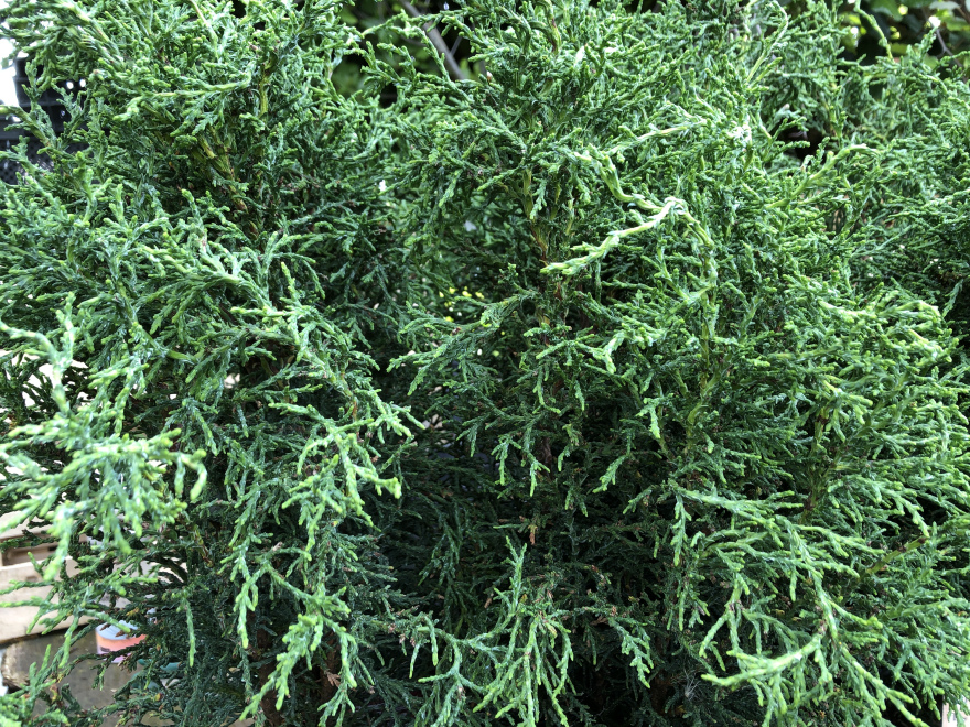 Chamaecyparis obtusa 'Lycopodioides' Dwergconifeer