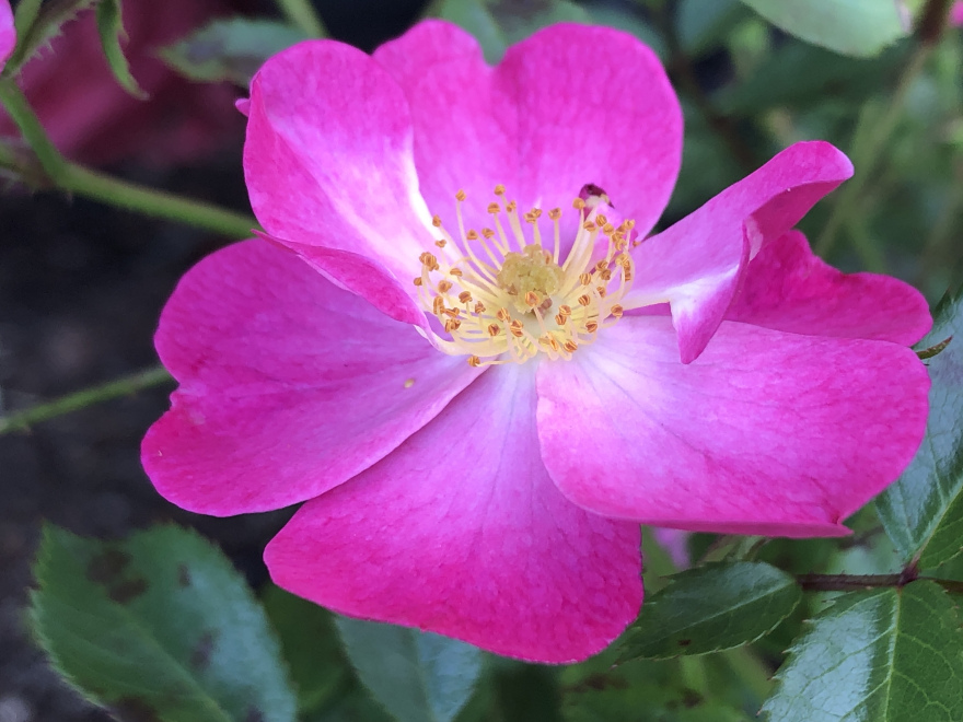 Rosa 'Lavender Dream' Roze Heesterroos