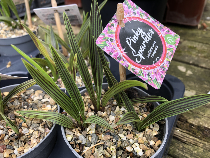Ledebouria cooperi Afrikaanse hyacint