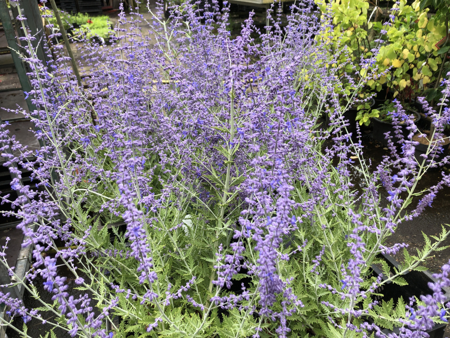 Perovskia 'Blue Spire' Reuzenlavendel, Russische Salie