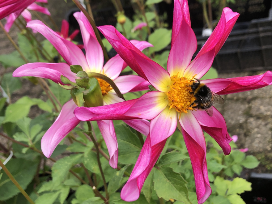 Dahlia 'Honka Pink' Roze stervormige Dahlia