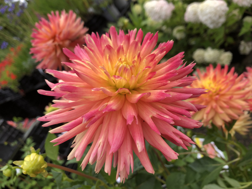 Dahlia 'Felida Solar Flair' Zalm-gele gevulde Dahlia