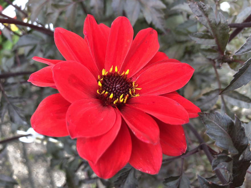Dahlia 'Bishop of Lancaster' (syn. Bishop of Llandaff) Felrode Dahlia