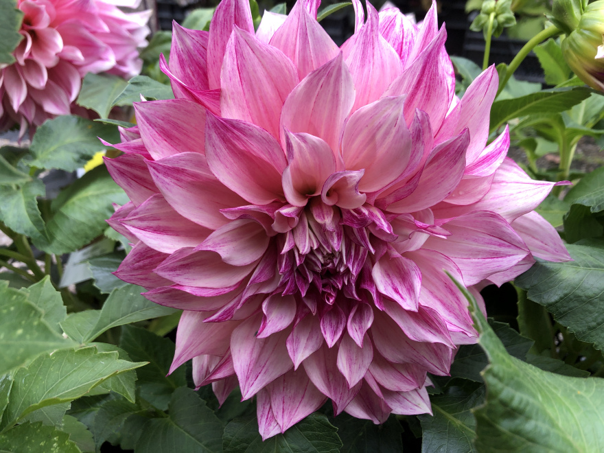 Dahlia 'Café au Lait Royal' Roze Grootbloemige Dahlia