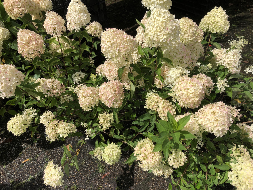 Hydrangea paniculata 'Living Little Blossom®' Compact Witte Pluimhortensia