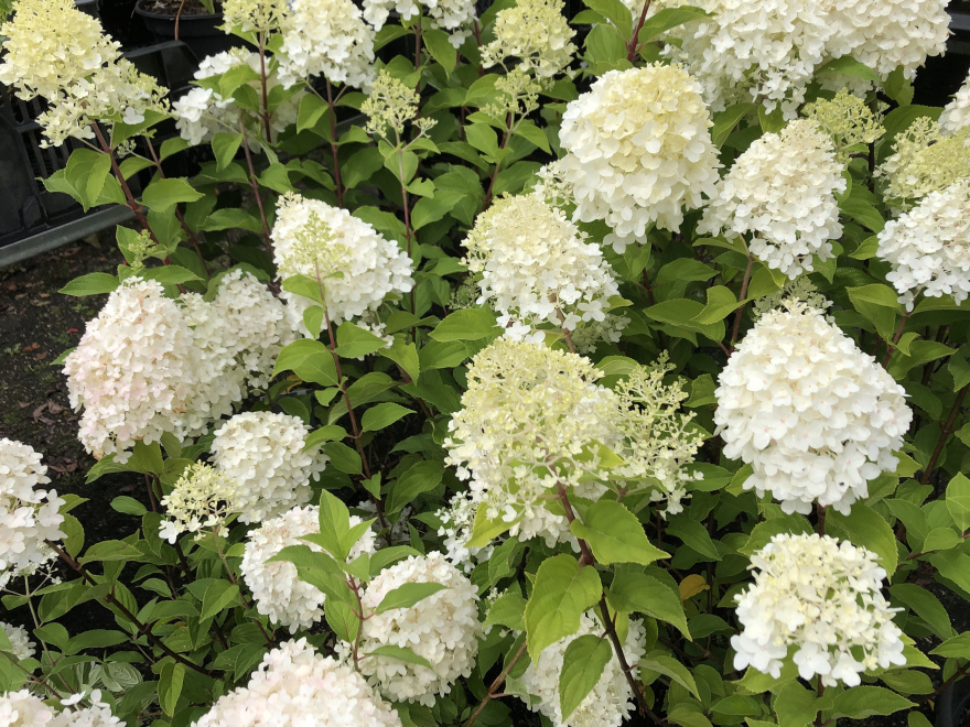 Hydrangea paniculata 'Living Sugar Rush®' Witte Pluimhortensia