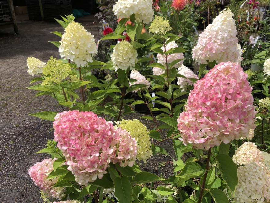 Hydrangea paniculata 'Living Pink & Rose®' Roze-witte Pluimhortensia