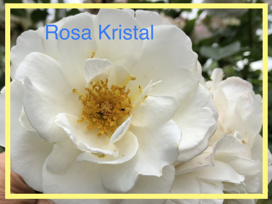 Rosa 'Kristal' Witte Struikroos Trosroos