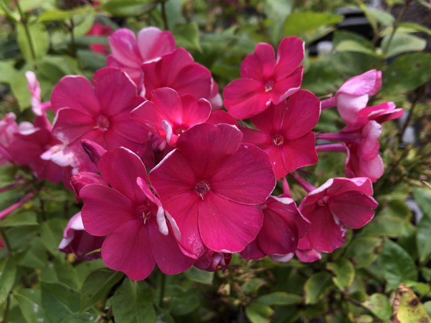 Phlox 'Tenor' (Paniculata-groep) Vlambloem