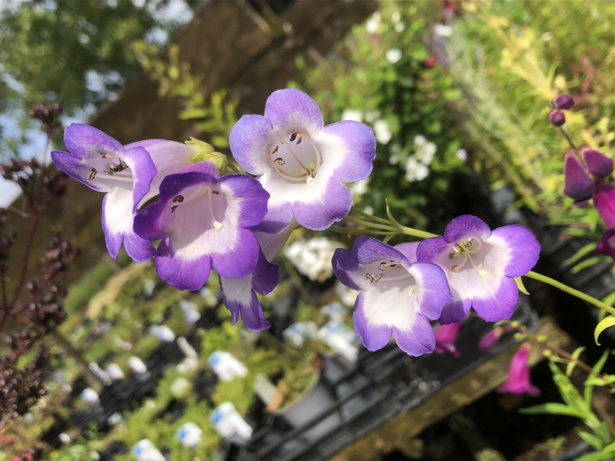 Penstemon 'Alice Hindley' 