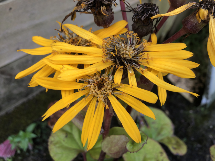 Ligularia dentata 'Midnight Lady' Kruiskruid