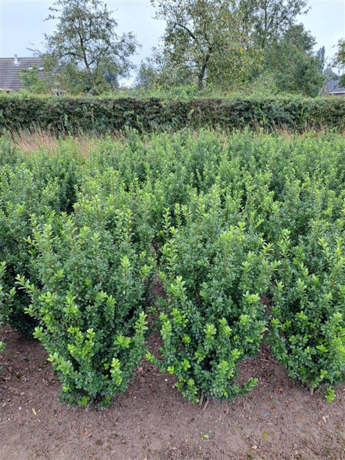 Ilex crenata 'Caroline Upright' Japanse hulst