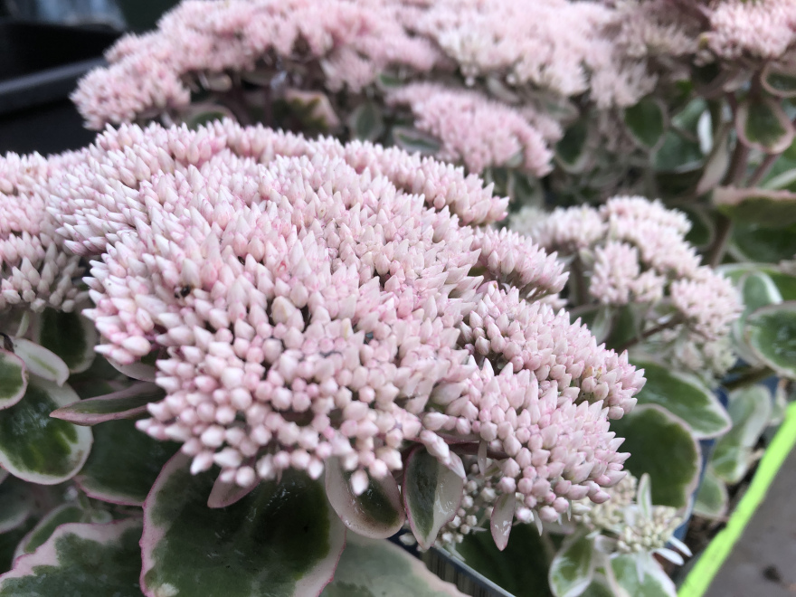 Sedum telephium 'La Vie en Rose' 