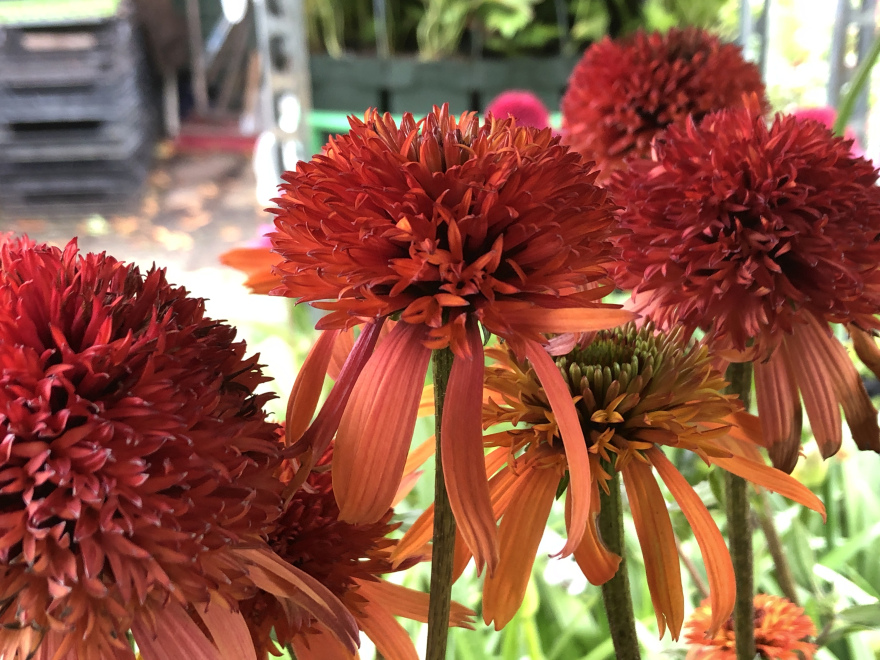Echinacea 'Irresistible' 