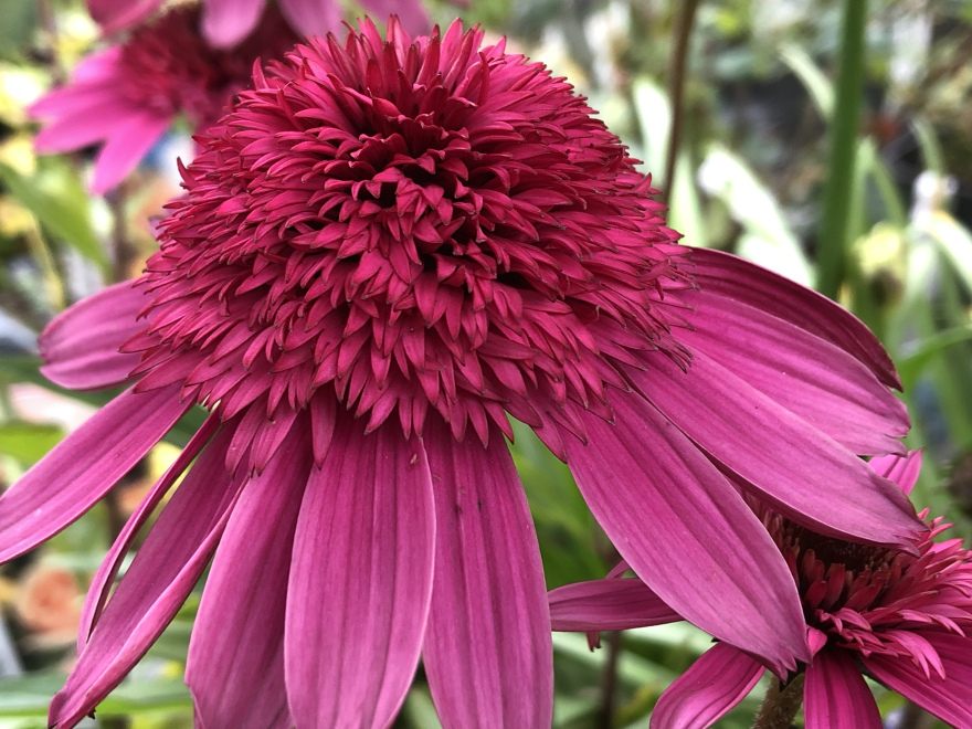 Echinacea 'Summer Candy' Fuchsiaroze Zonnehoed