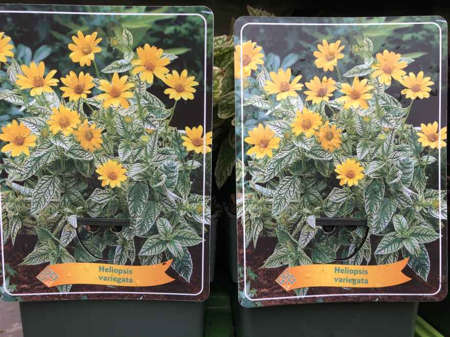 Heliopsis variegata 
