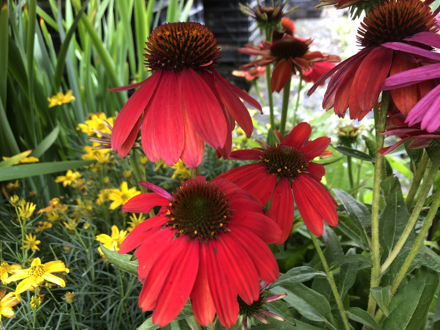 Echinacea 'Lakota Red' 