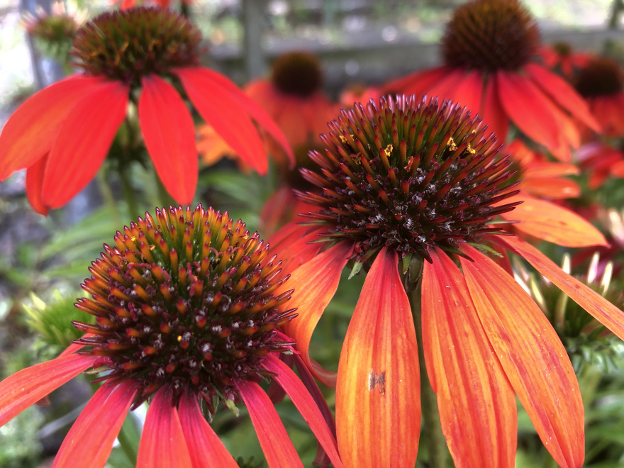 Echinacea 'Lakota Orange' 