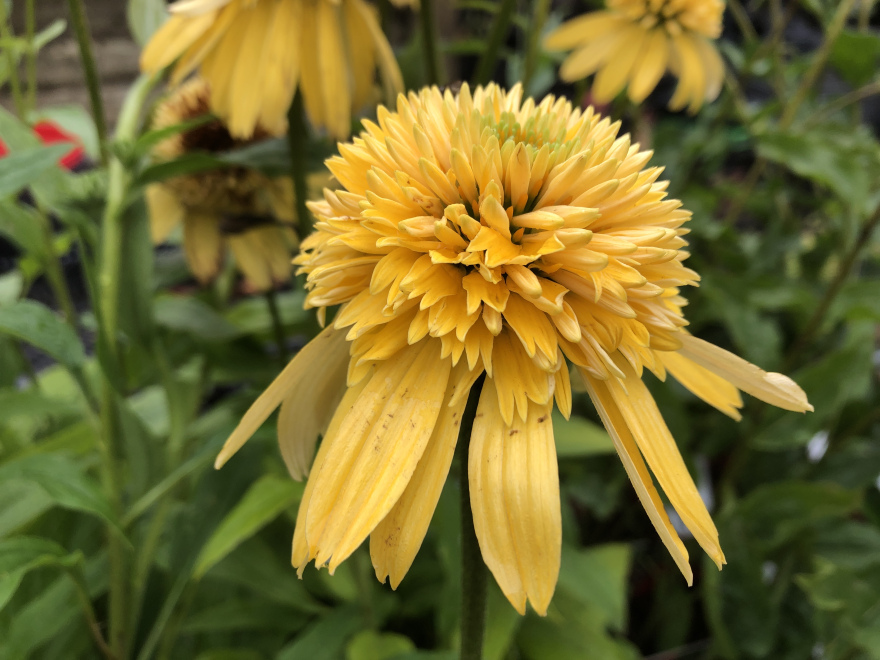 Echinacea 'Eccentric Yellow' ® 