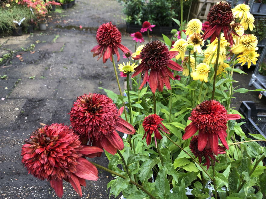 Echinacea 'Eccentric Red' ® Rode Zonnehoed