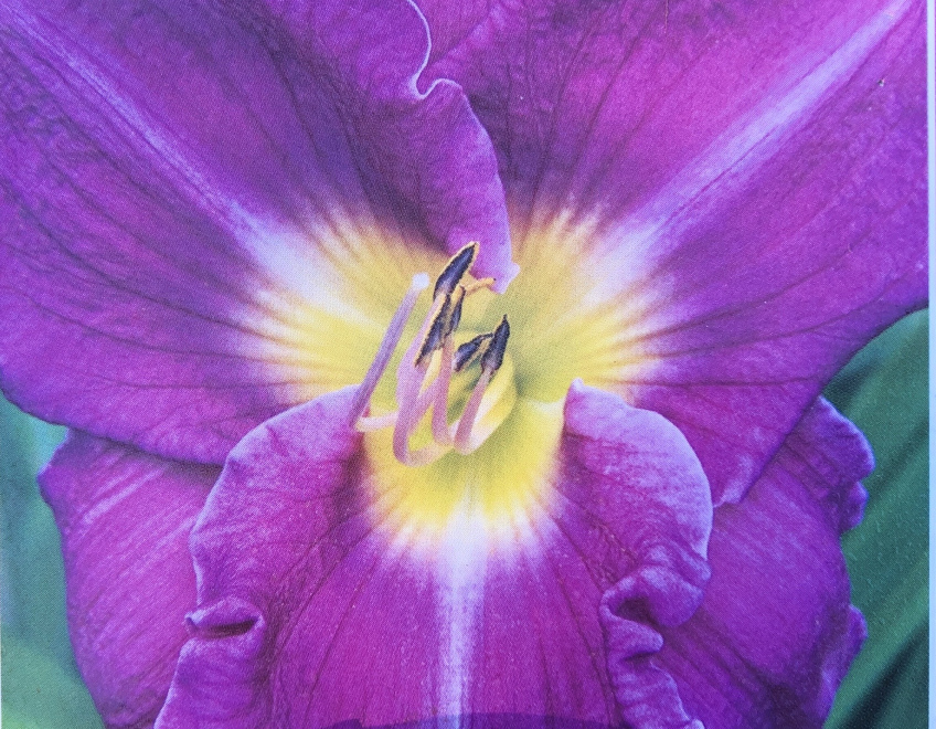 Hemerocallis 'Unchartered Waters' Paarse Daglelie
