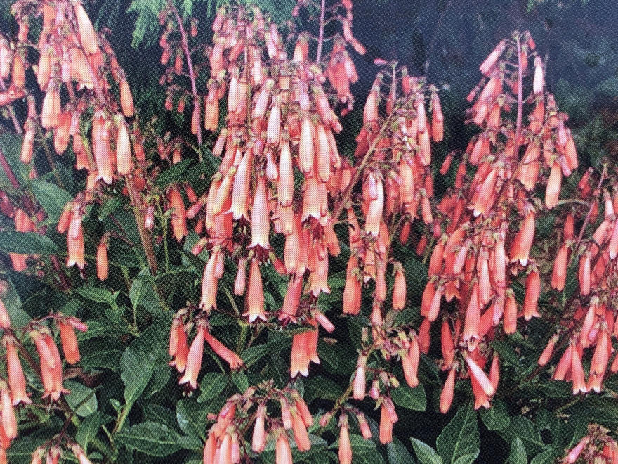 Phygelius rectus 'Candy Drops Tangerine' Kaapse Fuchsia, Kaaps Vijgenkruid