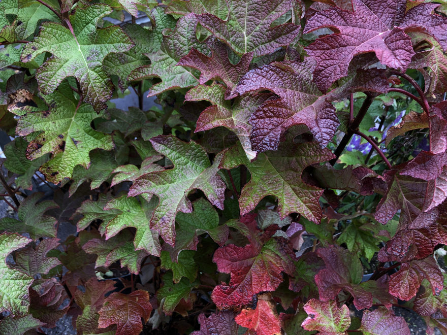 Hydrangea quercifolia 'Ruby Slippers' Dwergvormige Eikenbladhortensia