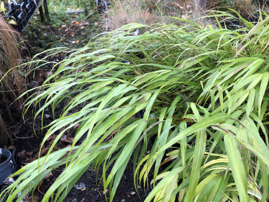 Hakonechloa macra Japans Siergras, Greenhills