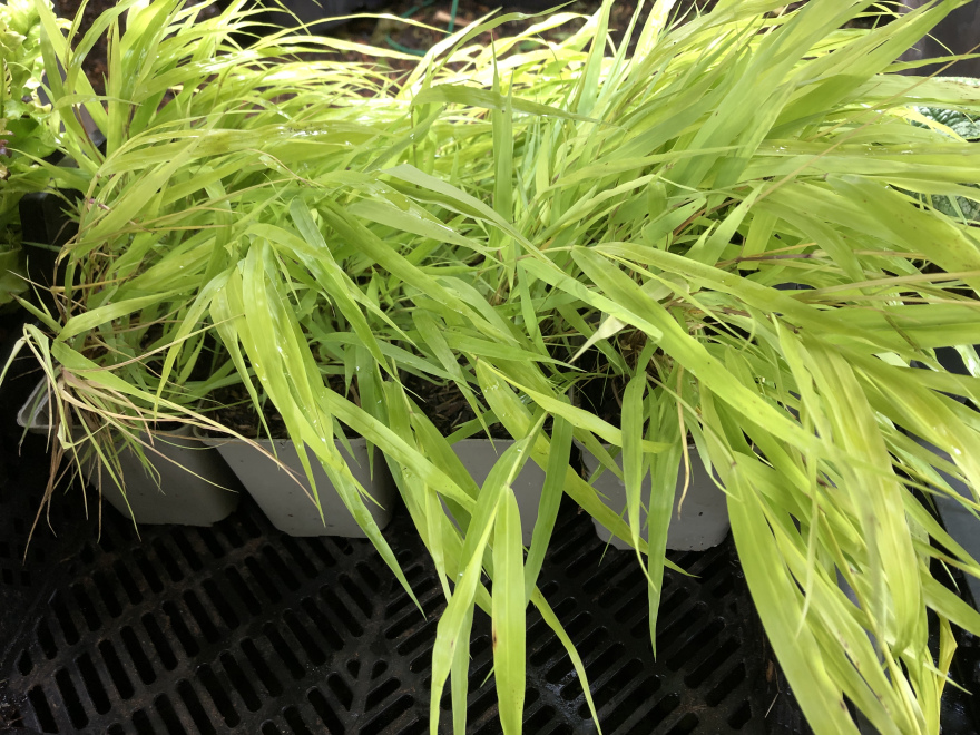 Hakonechloa macra 'All Gold' 