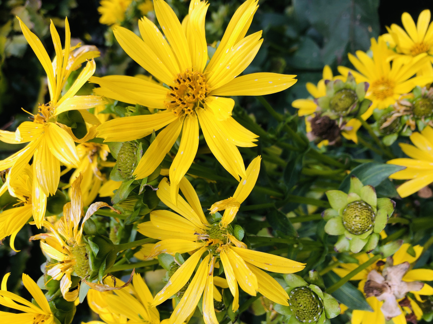 Silphium perfoliatum 'Maya' Gele Zonnekroon, Kompasplant