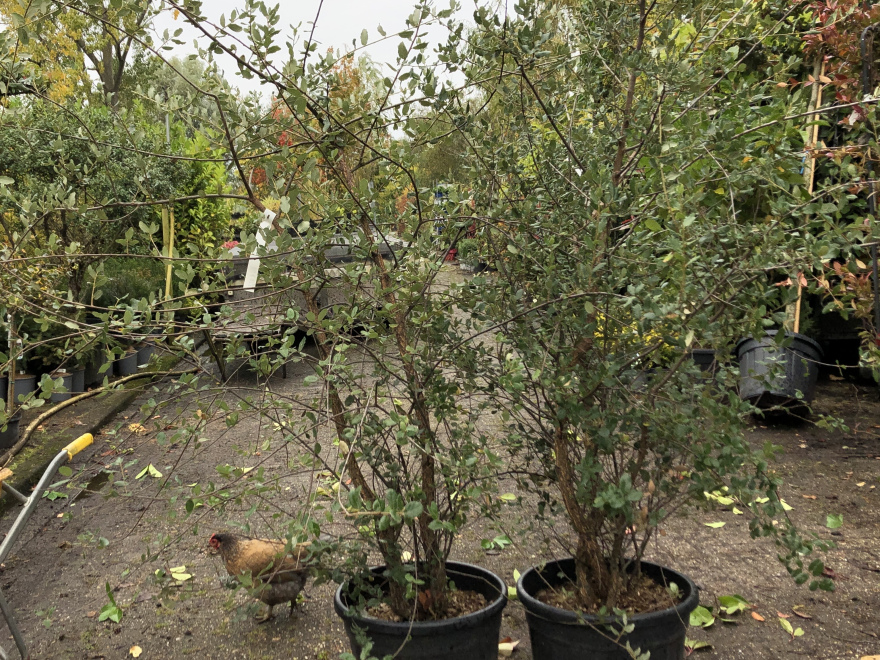 Quercus suber Kurkeik