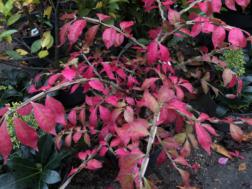 Euonymus alatus Kardinaalshoed