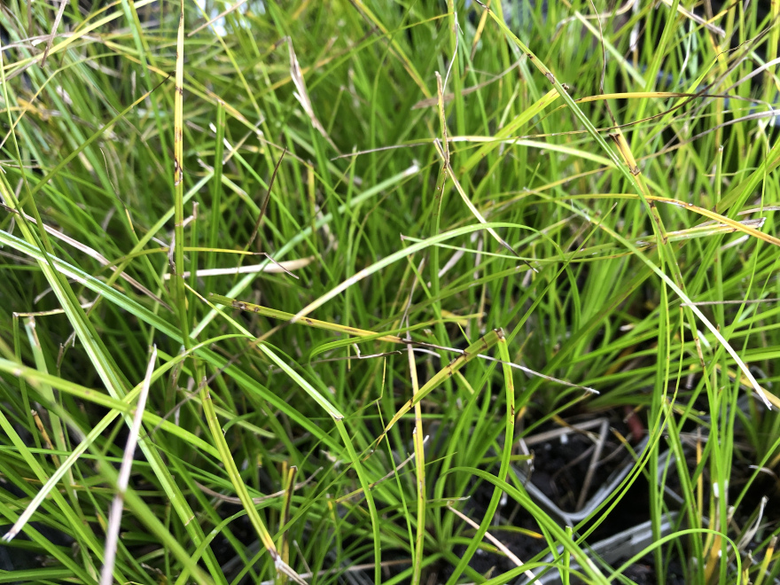 Carex 'Kyoto' 