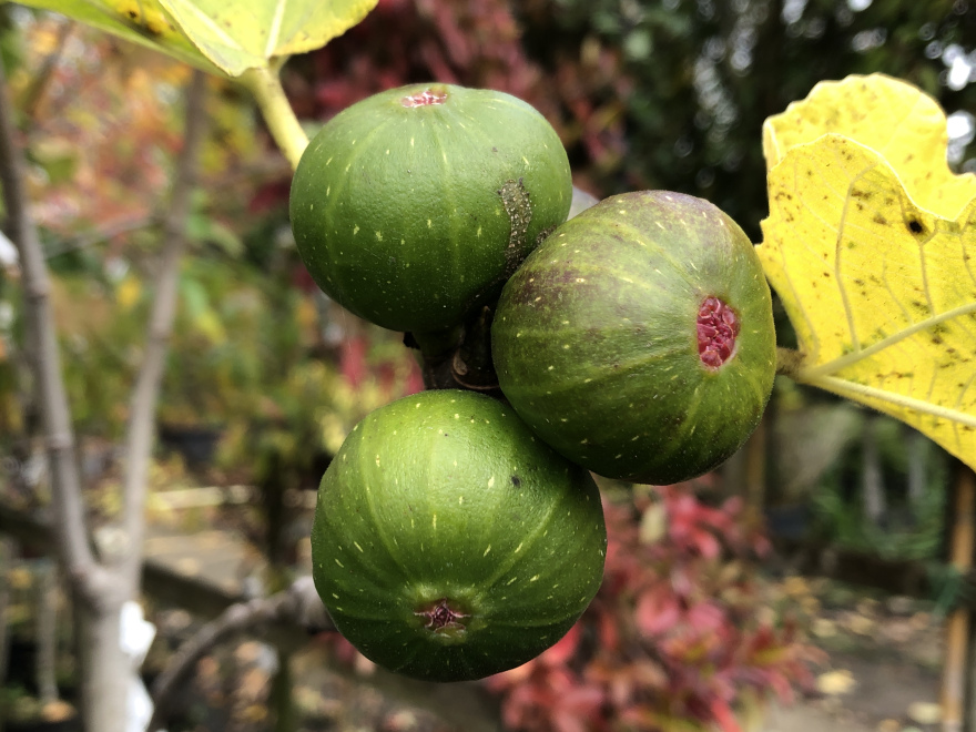 Ficus carica 'Dottato' Groene Vijg