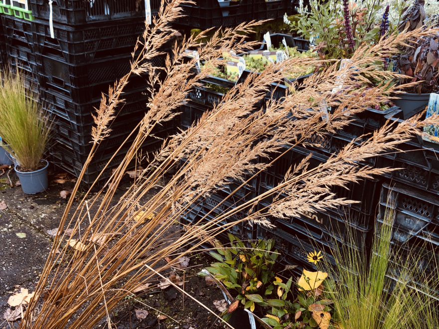 Calamagrostis brachytricha (syn. Stipa brachytricha) Struisriet