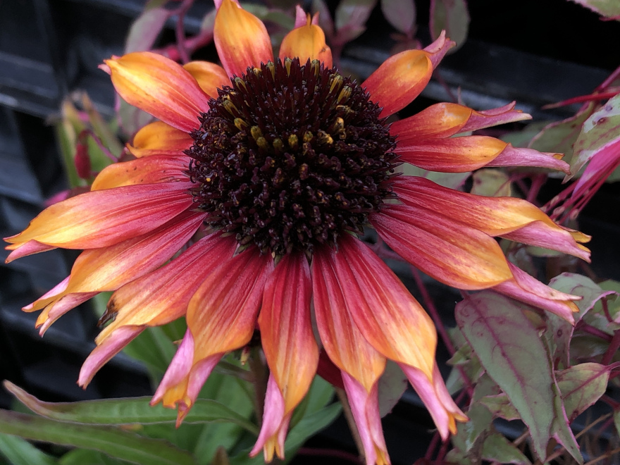 Echinacea Sombrero® Special Yellow Red' rood-gele Zonnehoed