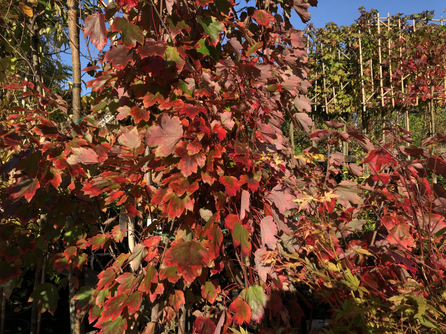 Acer rubrum 'October Glory' Rode Esdoorn