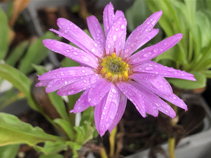 Aster amellus 'Rosa Erfüllung' Bergaster