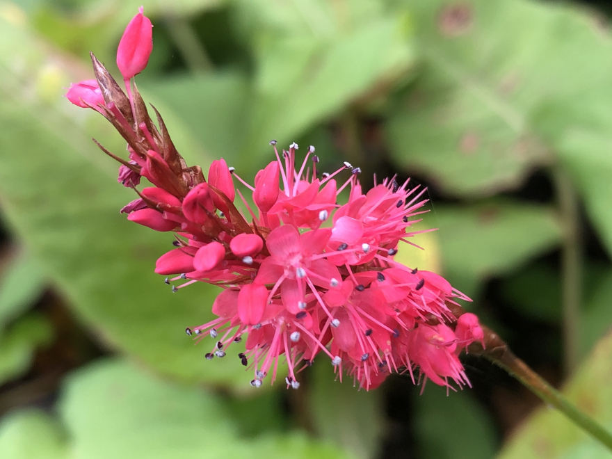 Persicaria amplexicaulis 'Firedance' Duizendknoop