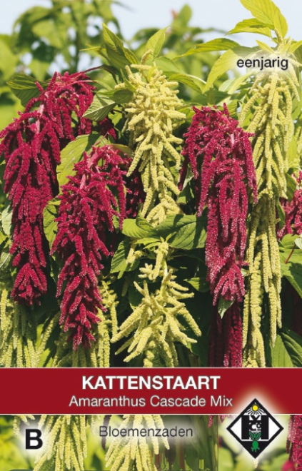 Amaranthus caudatus Cascade Mix   Paarse Eenjarige Kattenstaart
