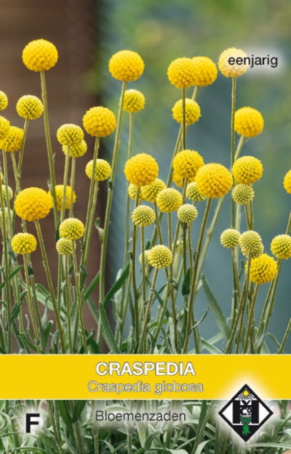 Craspedia globosa Gele Trommelstokjes