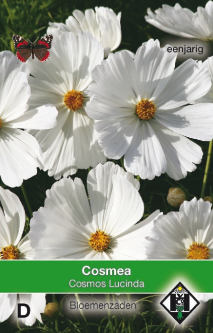 Cosmos bipinnatus Lucinda Witte Cosmea