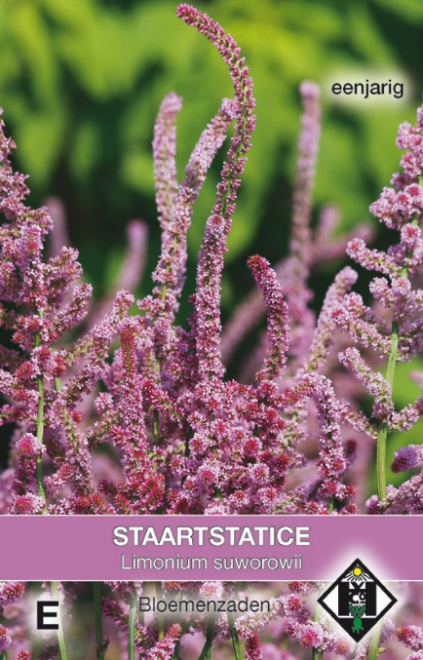 Limonium suworowii  Paarse Staartstatice