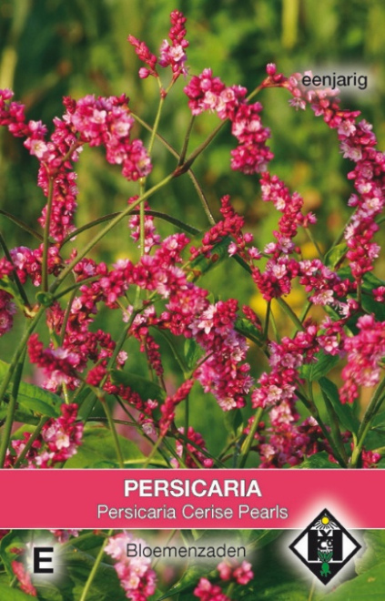 Persicaria orientalis 'Cerise Pearls' Roserode Duizendknoop, Kus me over de tuinpoort