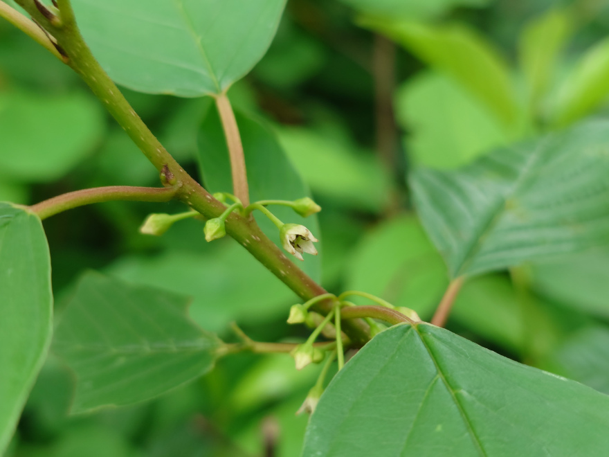Frangula alnus (syn. Rhamnus frangula) Vuilboom, Wegedoorn, Sporkehout