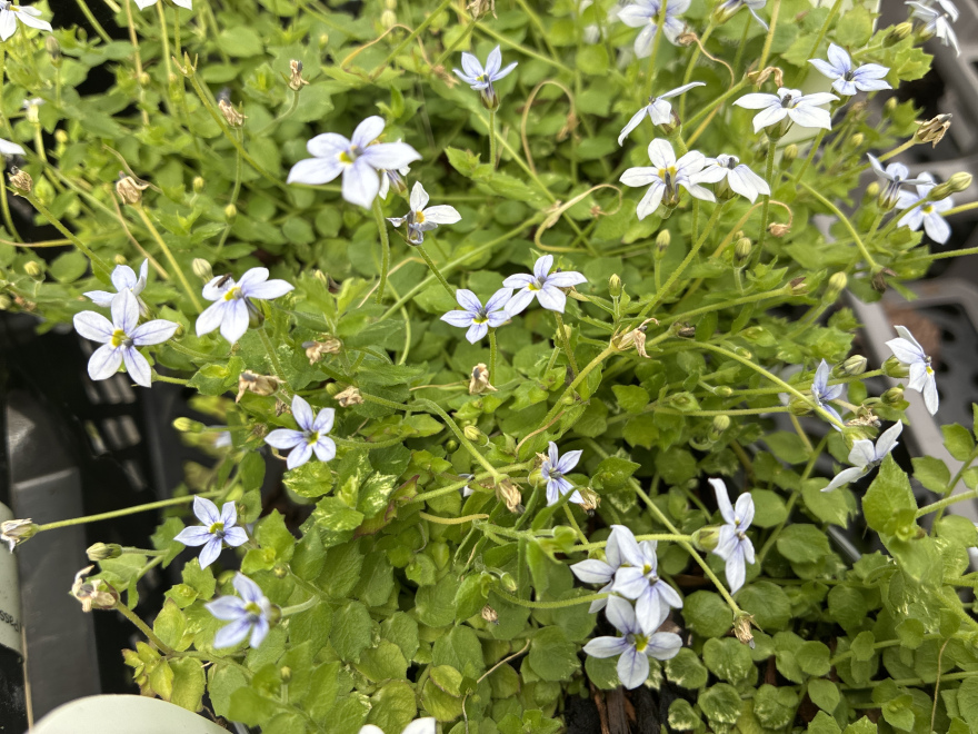 Isotoma fluviatilis Laurentia