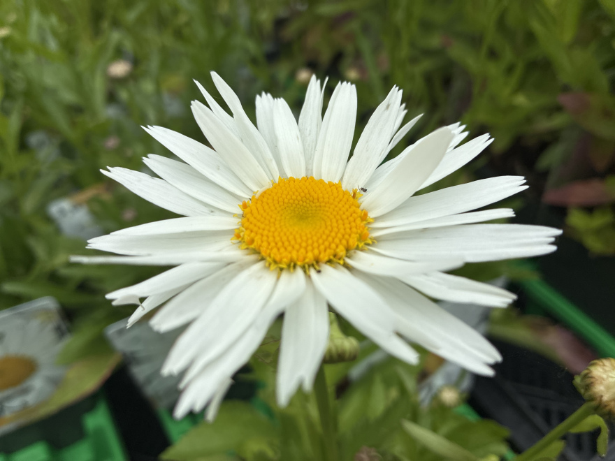 Leucanthemum 'Madonna' Witte Margriet