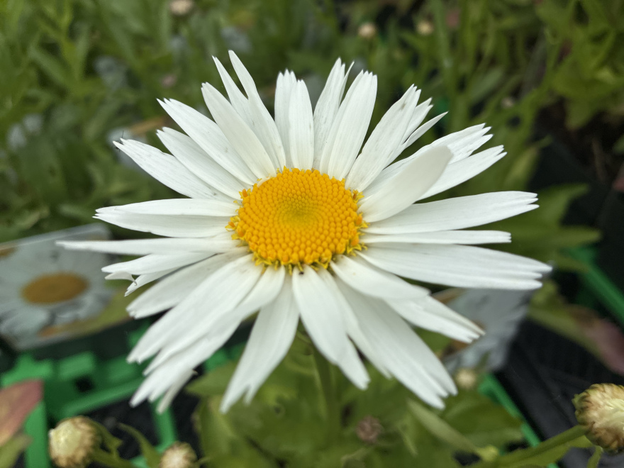 Leucanthemum (S) 'Madonna' 