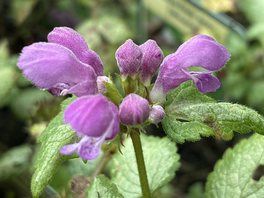 Lamium mac. 'Roseum' 