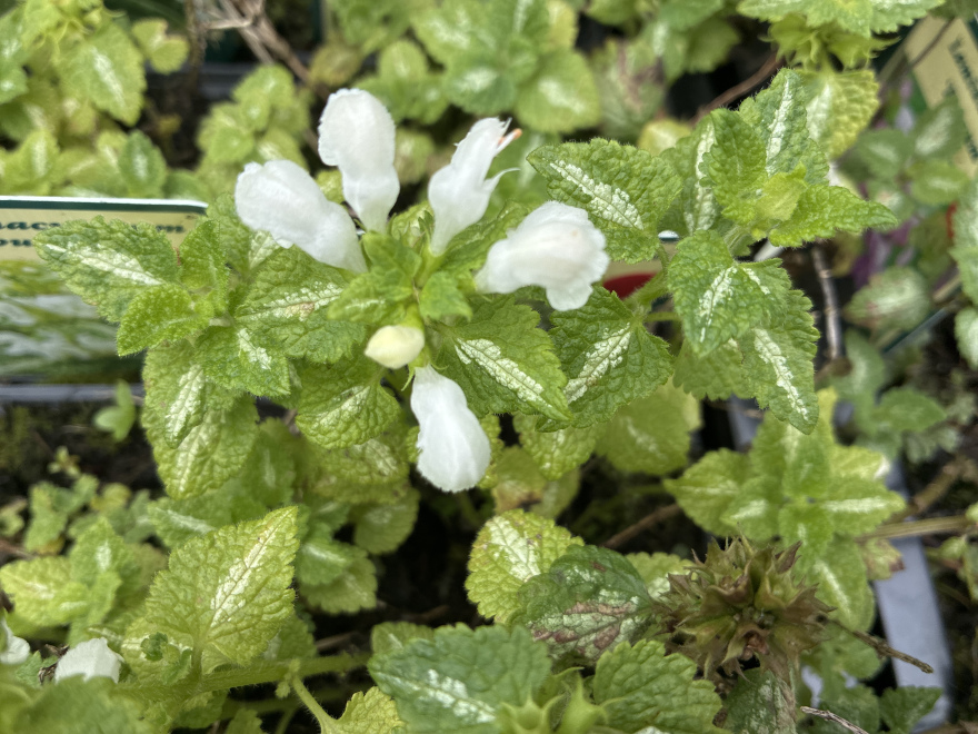 Lamium maculatum 'Album' Gevlekte Dovenetel